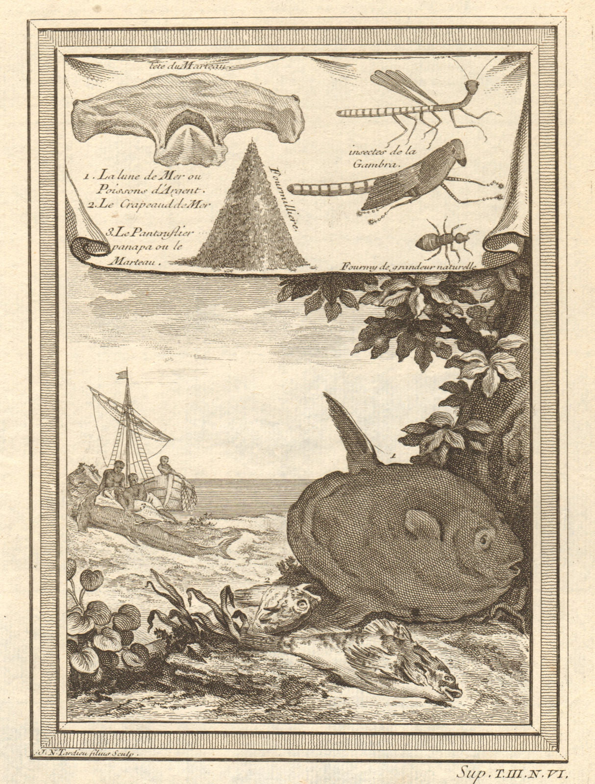 West Africa. Hammerhead shark. Gambian insects. Ocean Sunfish. Goosefish 1747
